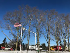 Executive Tree Care: McCall Golf Course Tree Care Project