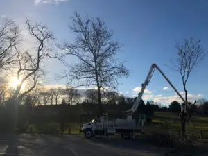 Executive Tree Care: McCall Golf Course Tree Care Project