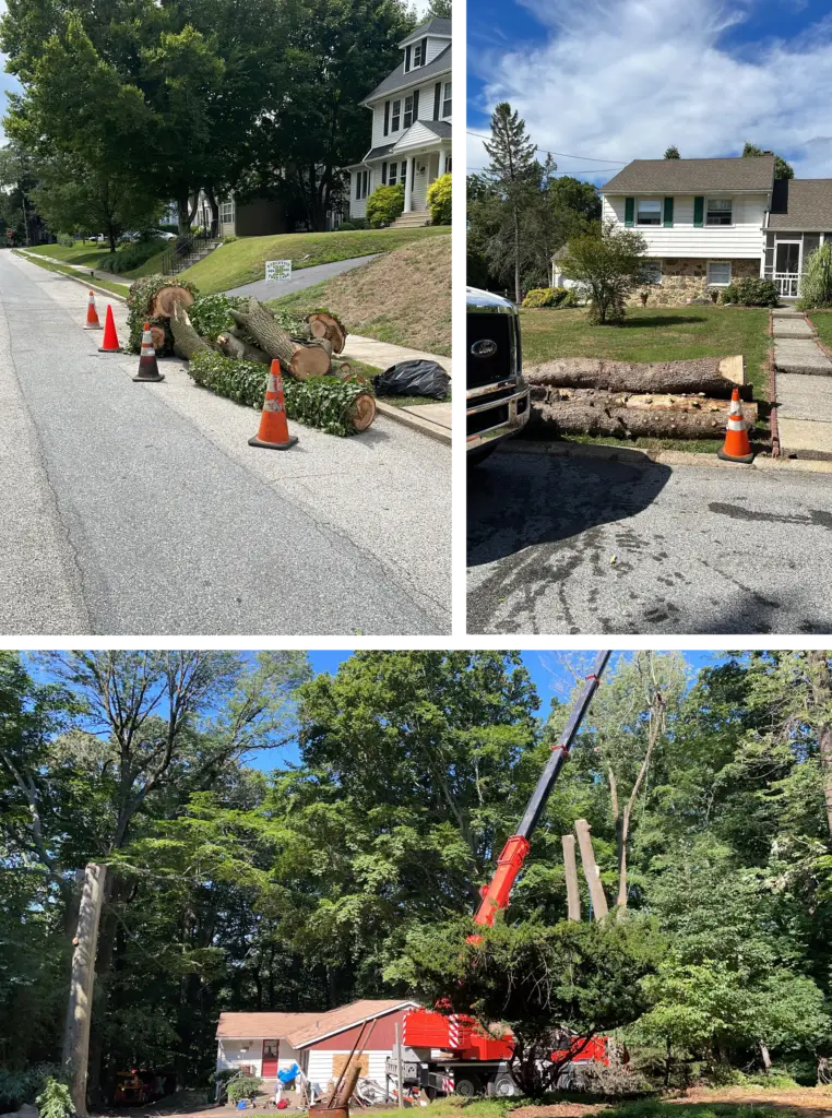 Recent tree jobs
