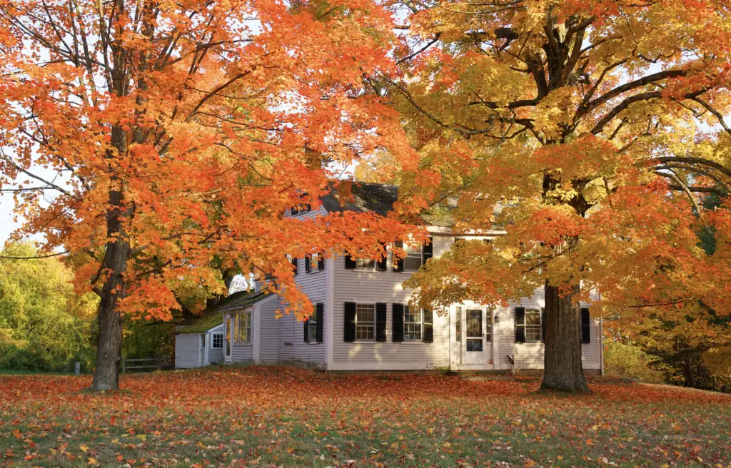 native american trees