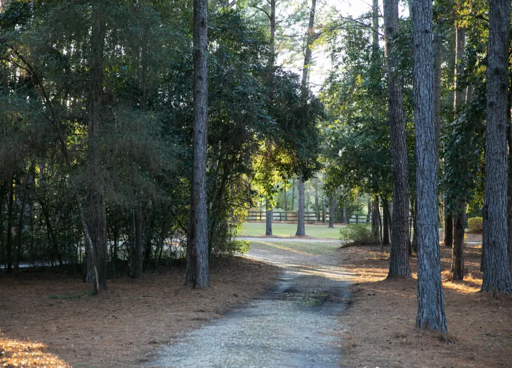 Pine Tree trimming guide