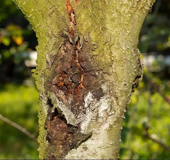 Tree with a disease