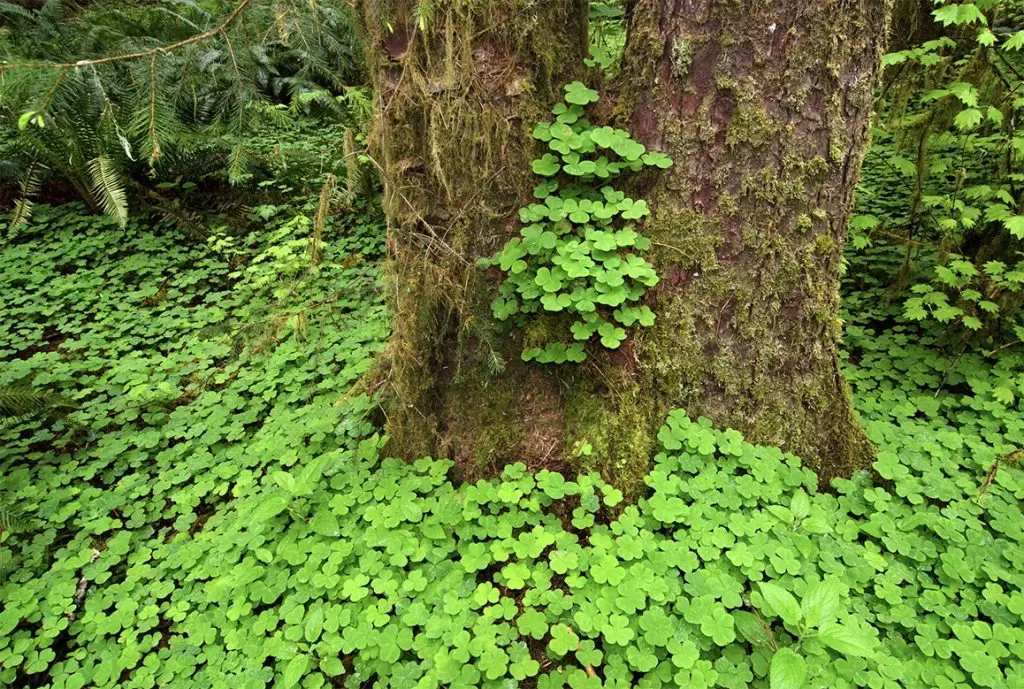 Clover Tree St Patricks Day
