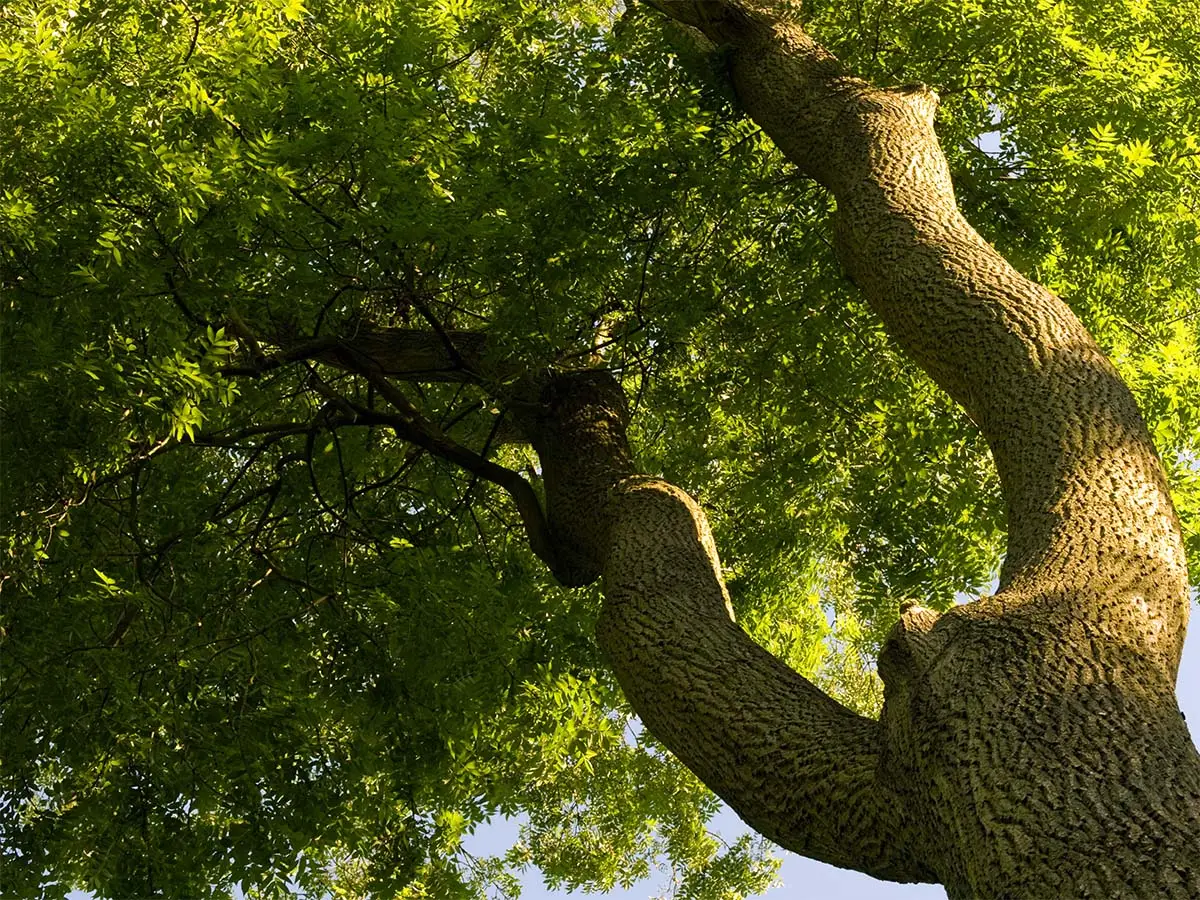 The Ash Tree Catastrophe in Pennsylvania - Executive Tree Care