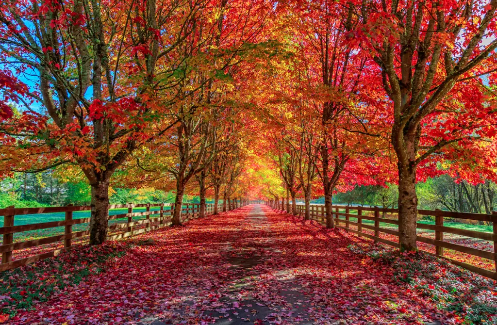 Tree Planting Pennsylvania