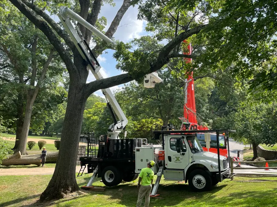 Executive Tree Care gallery 7