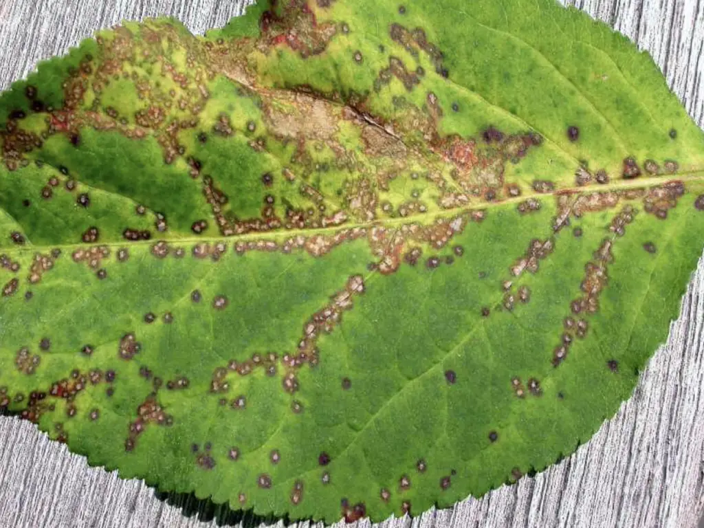 Guard Your Pennsylvania Greens