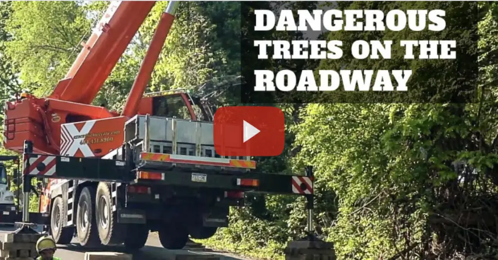 Executive Tree Care Tackles Major Tree Removal Project in Clifton Heights