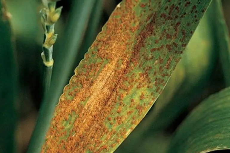 Diseases and fungal infections