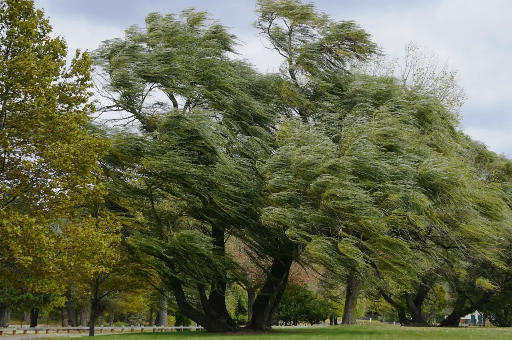 emergencies your trees might face