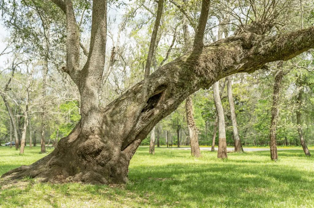Growth issues can pop up as trees come out of their winter dormancy