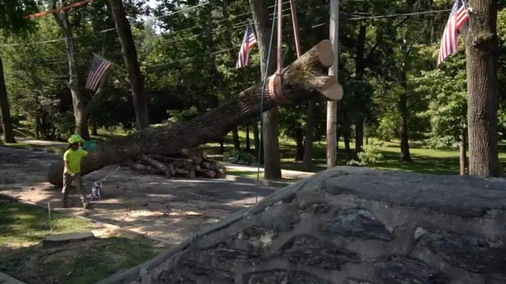 Executive tree care tree removal