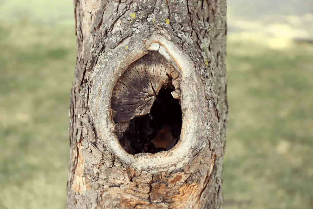 Recognizing Tree Risks