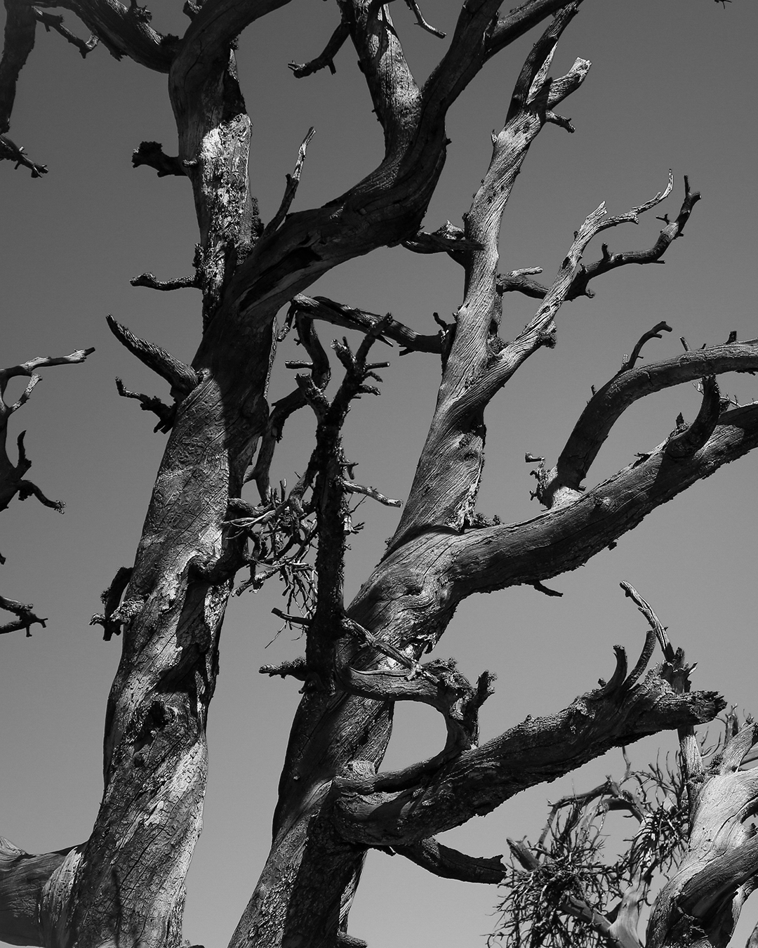 Can You Save a Dying Tree? If so, How? Executive Tree Care