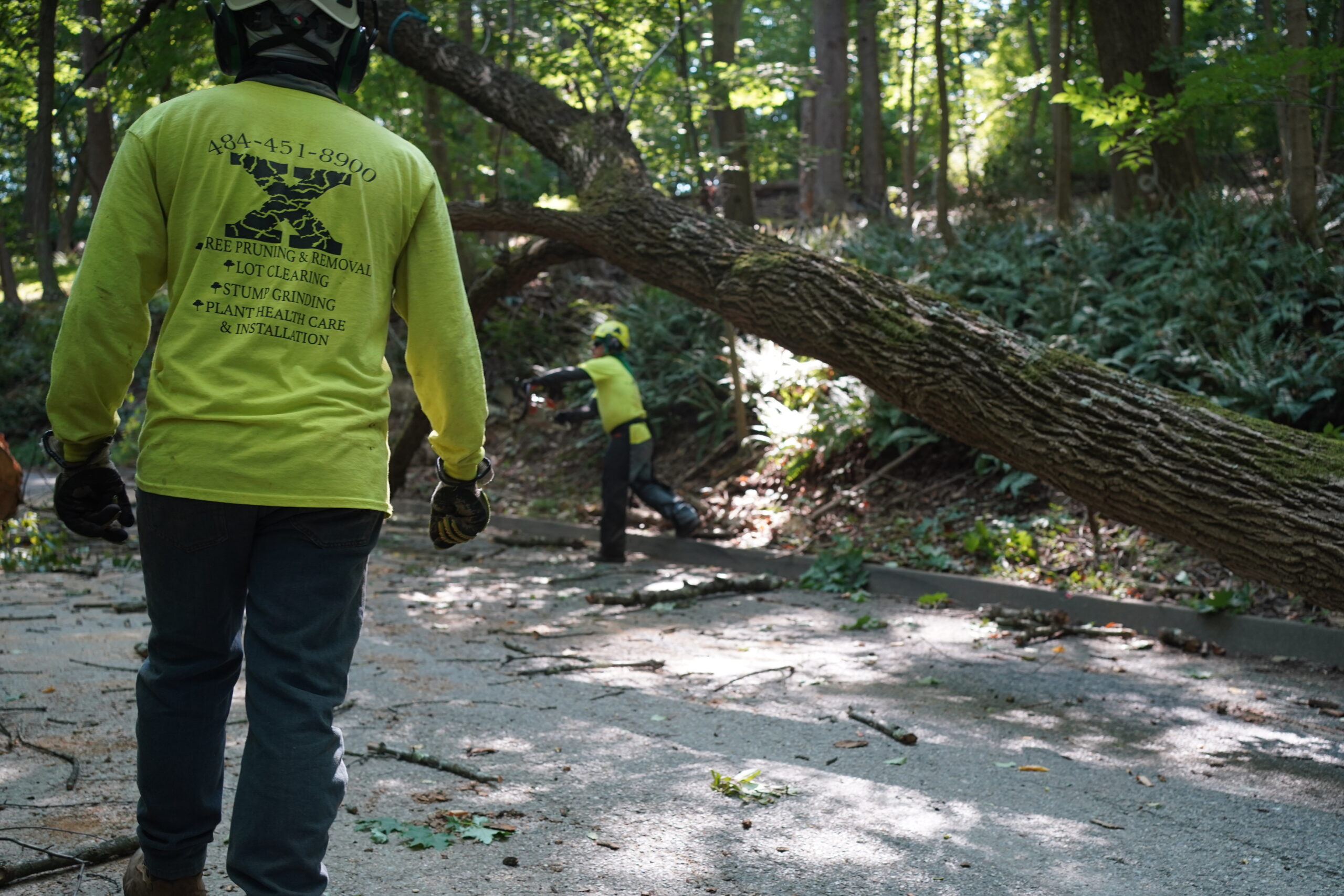 When Should I Prune My Trees? Executive Tree Care