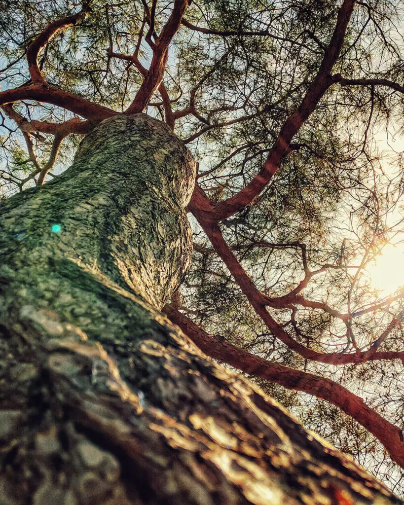 Current Drought Affects on trees