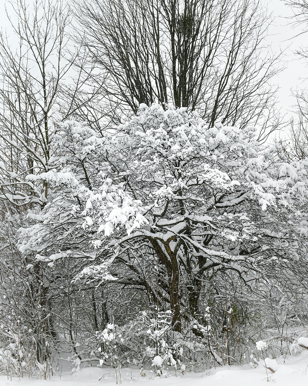 Why Tree Care is Important During the Winter - Executive Tree Care