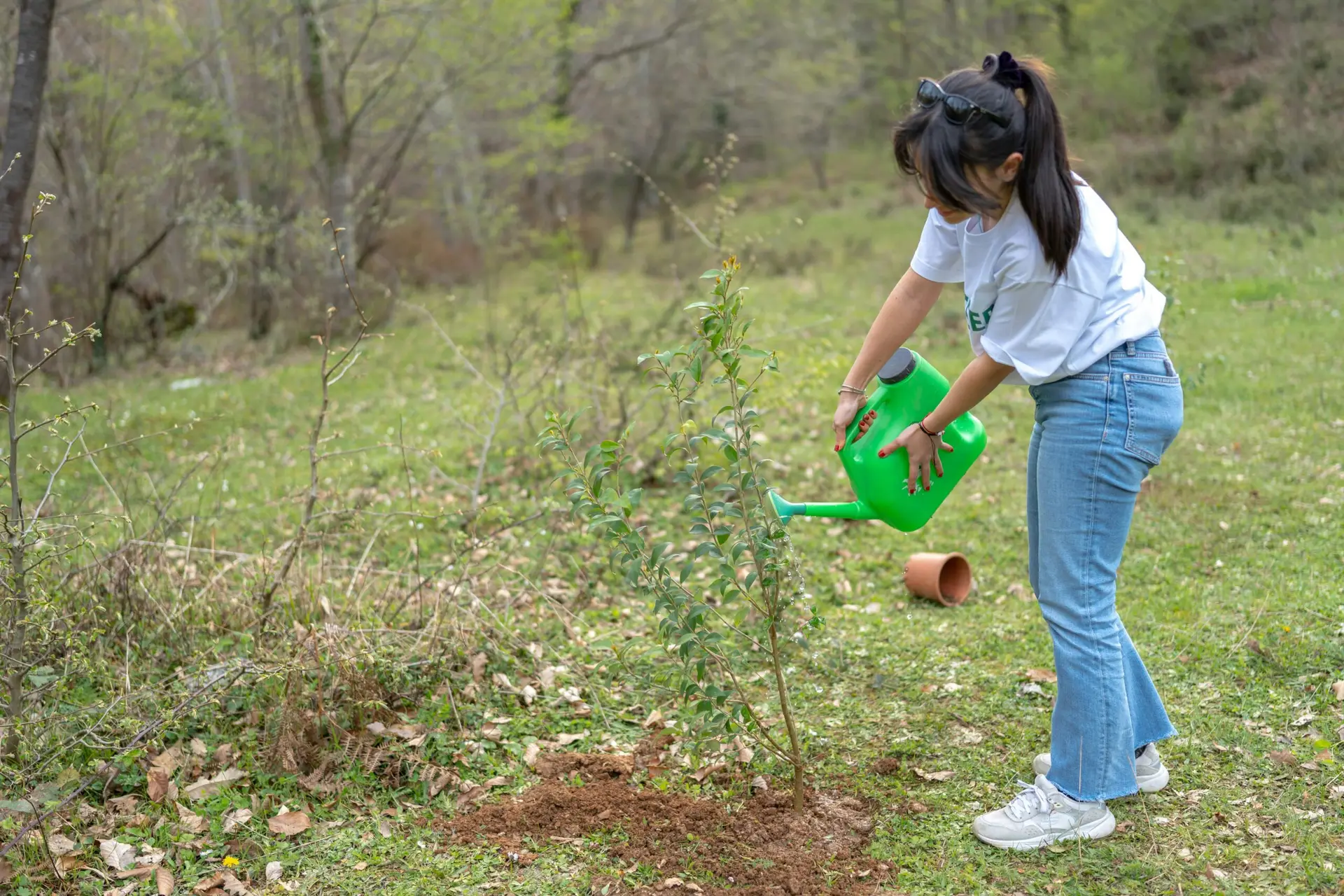 Fall Tree Treatment – How to Protect Your Trees Before Problems Set In