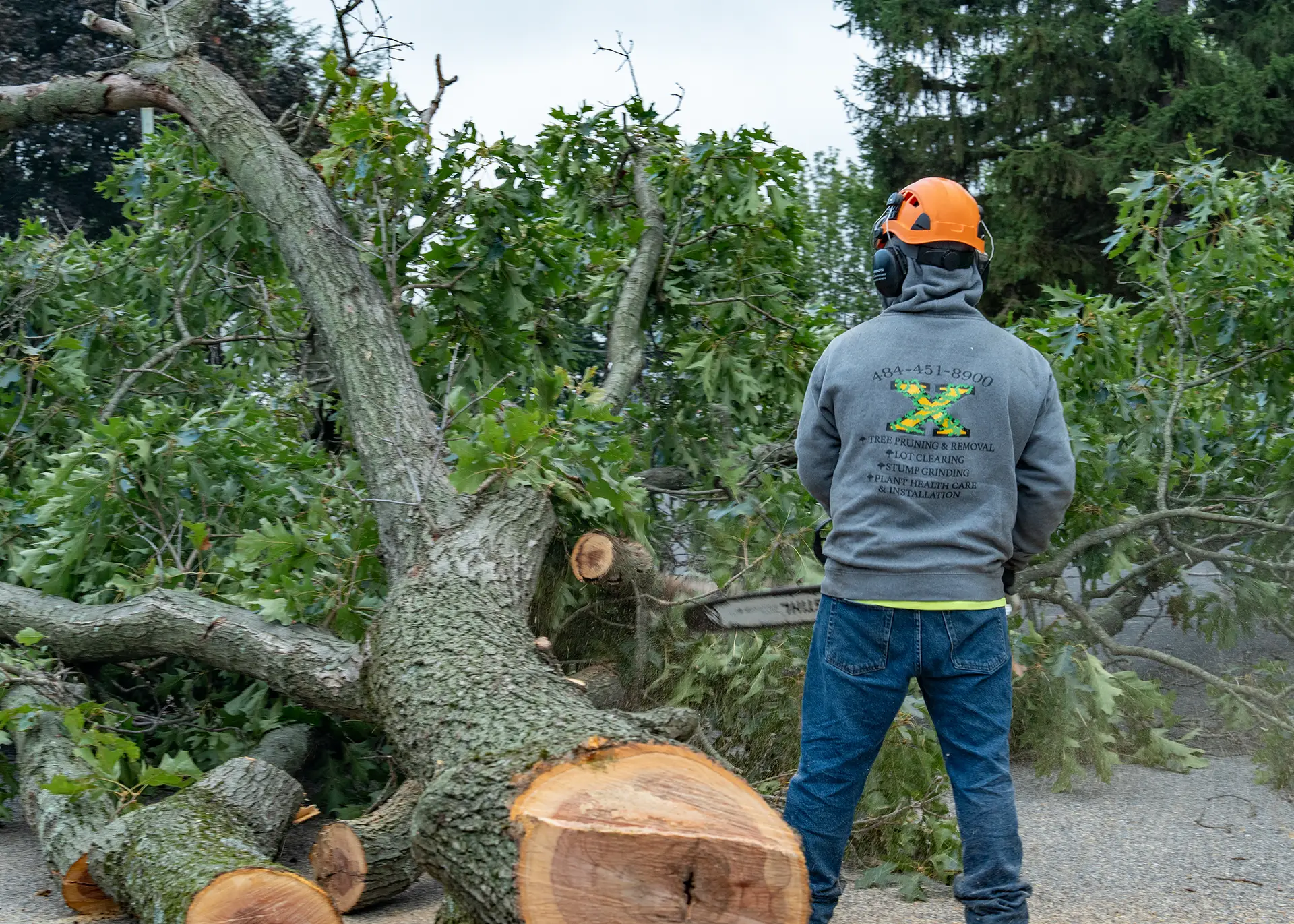 5 Things You Can Do Right Now to Prepare Your Trees for This Winter Season Detach