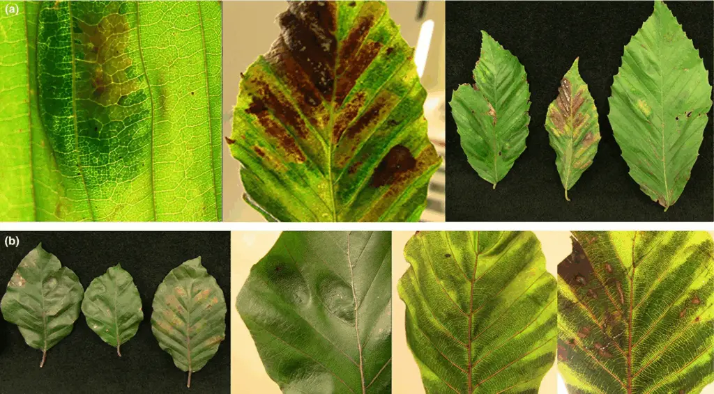 Delaware Valley Beech Leaf Disease Issues
