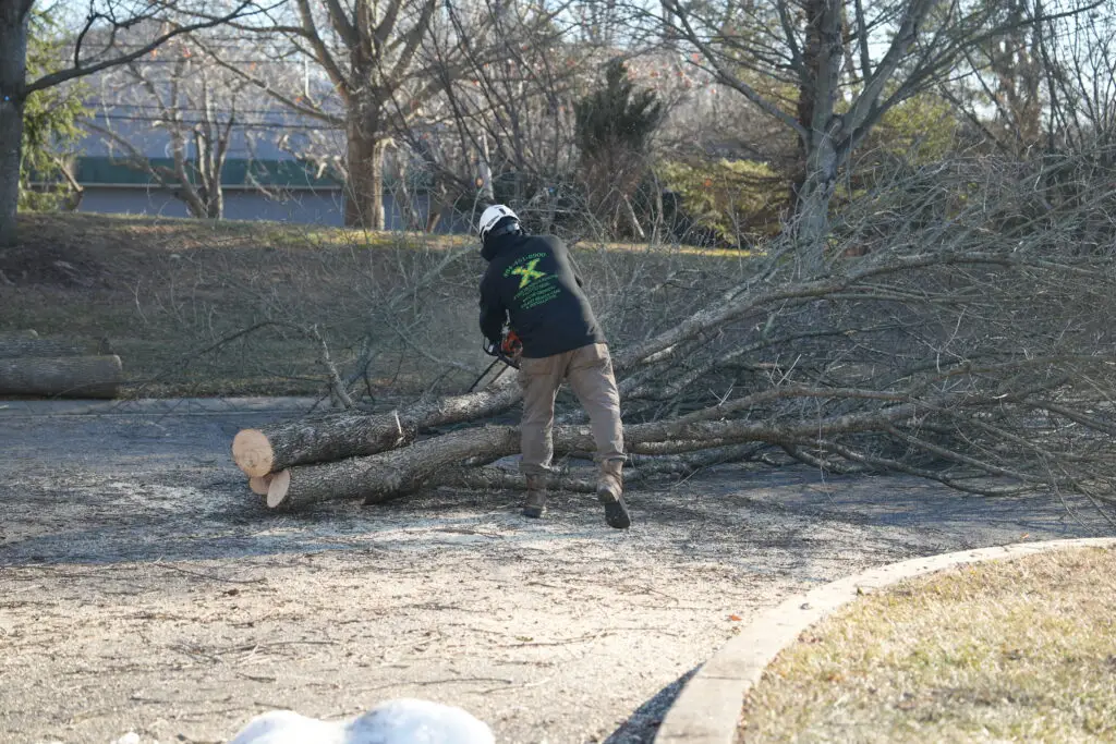 tree_service_delco_main_line_2