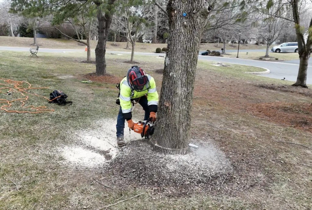 tree_removal_delco_main_line
