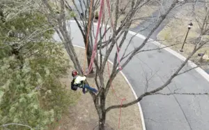 tree_service_delco_main_line_3