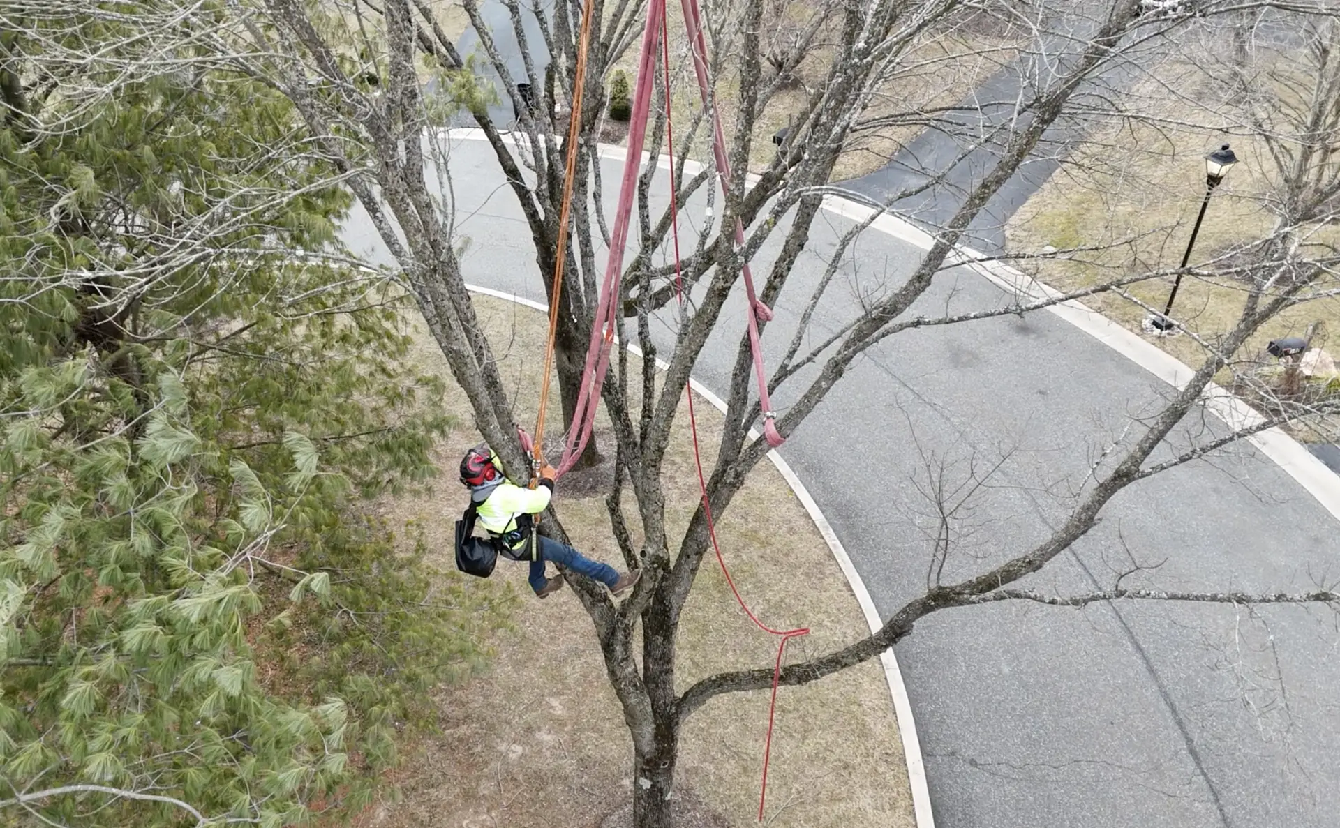 tree_service_delco_main_line_3