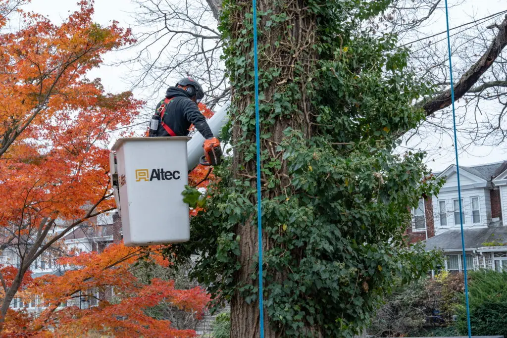 arborist_delco