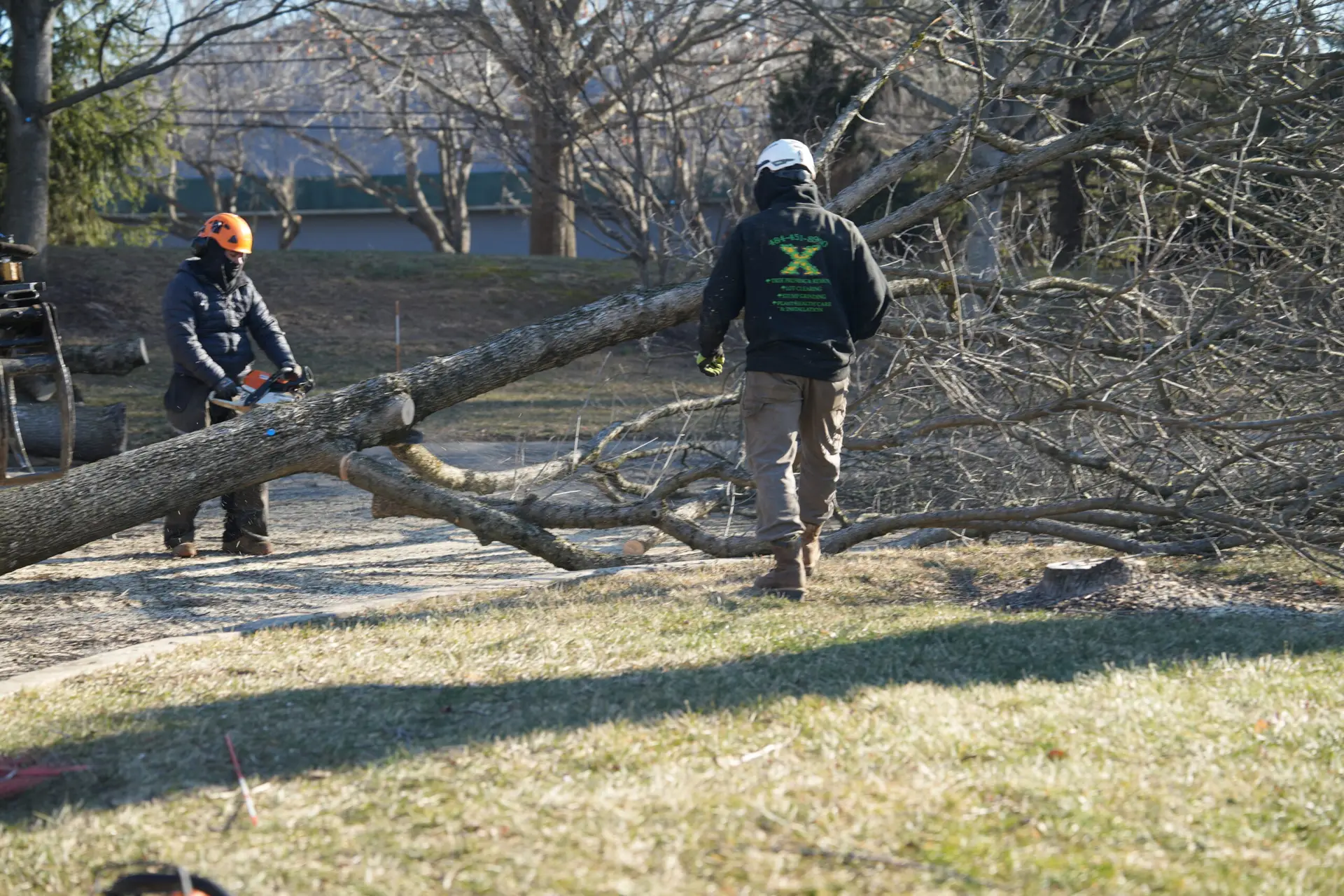 best_tree_service_main_line