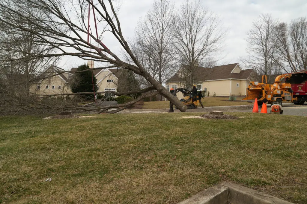 tree_removal_delaware_county