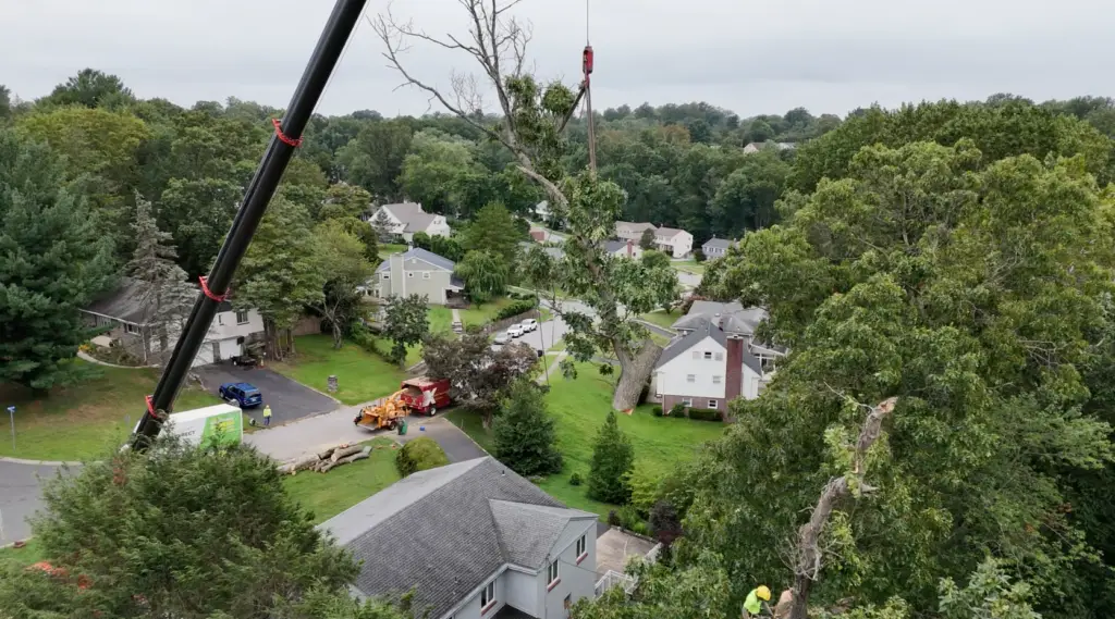 tree_removal_delco