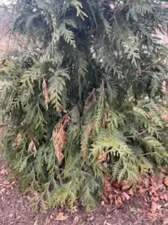 Green Giant arborvitae showing browning and stress decline in Villanova PA before bio stimulant treatment by Executive Tree CareCaption: These Green Giant arborvitae in Villanova were struggling despite regular care. The browning and dieback visible through the canopy is a common sign of nutrient deficiency in suburban soil -- the kind of decline that is easy to miss until it is well established.