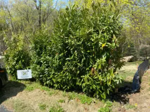 Executive Tree Care bio stimulant soil injection treatment on Green Giant arborvitae row in Villanova PA