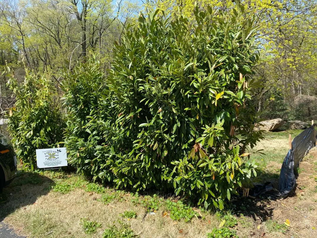Executive Tree Care bio stimulant soil injection treatment on Green Giant arborvitae row in Villanova PA