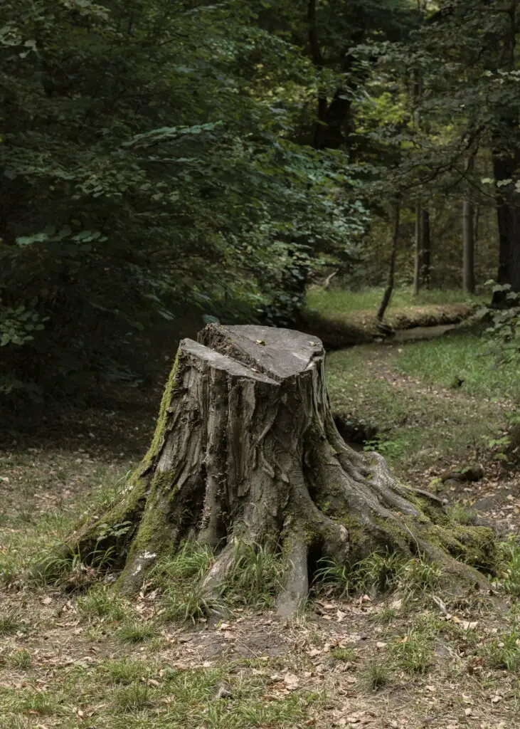 grinding_tree_stump