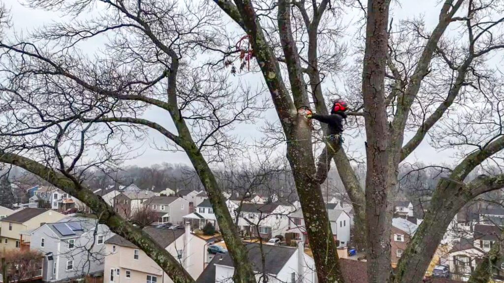emergency_tree_care 5