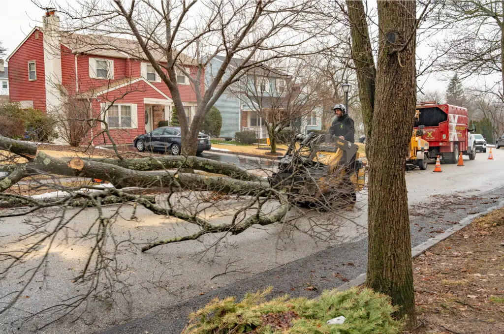 emergency_tree_care_2