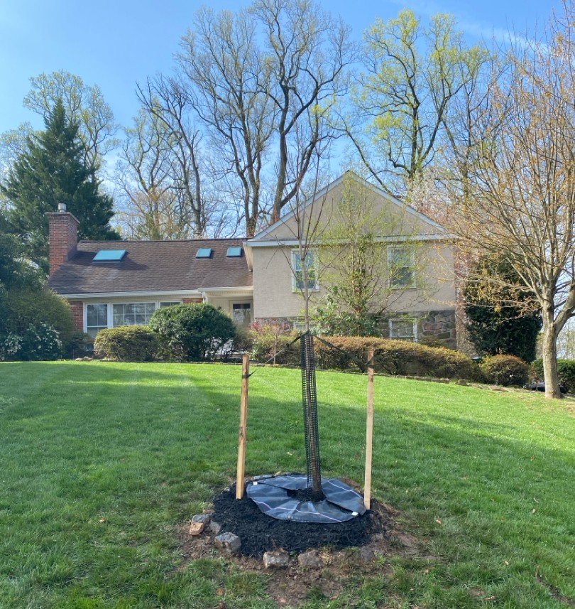 Newly planted Black Maple Greencolumn along a Radnor PA roadside as part of the PHS Tree Tenders program
