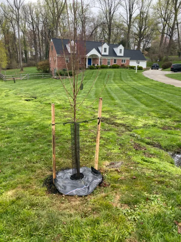 Newly planted Cottonwood Siouxland tree in Radnor PA installed by Executive Tree Care as part of the PHS Tree Tenders program