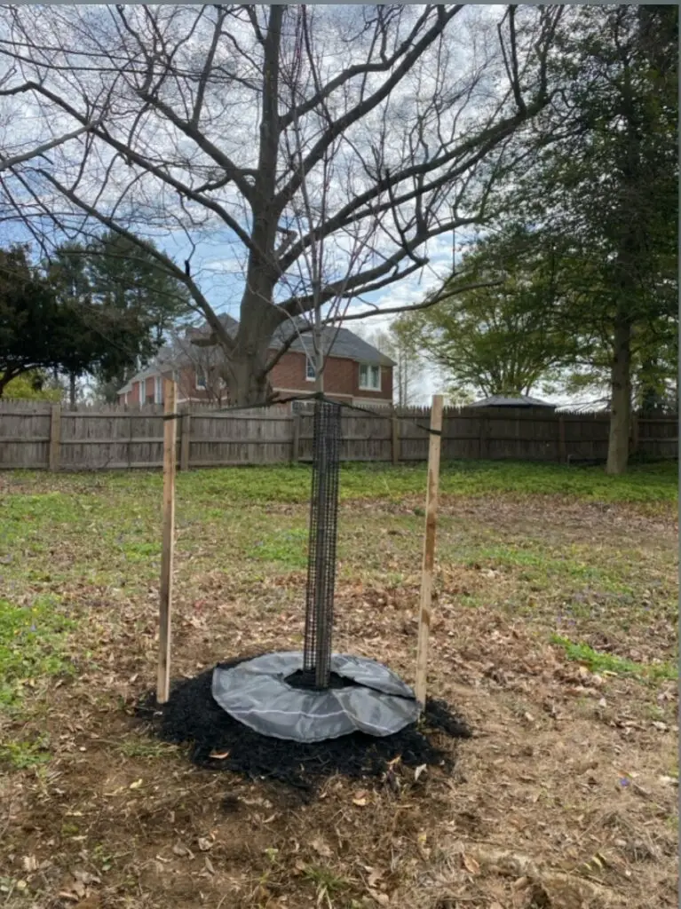 Newly planted Red Maple Redpointe juvenile tree in a Radnor PA backyard as part of the PHS Tree Tenders program