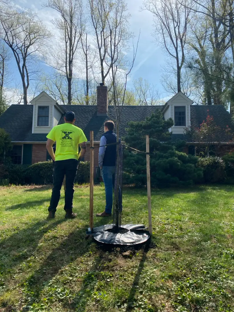 Executive Tree Care crew planting a tree in Radnor PA -- ISA Certified Arborist and client reviewing a newly planted Quaking Aspen
