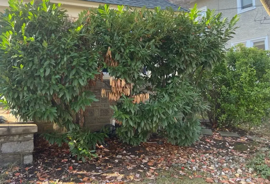 Overgrown laurel hedge with interior dieback in Haverford PA -- Executive Tree Care deferred maintenance