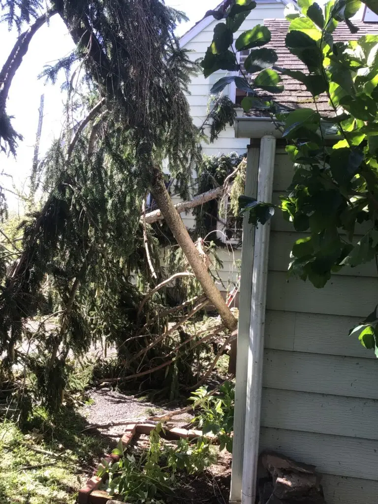 Norway Spruce collapsed into residential home in Fort Washington PA following Hurricane Ida storm damage
