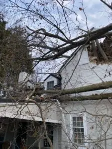 Red oak tree collapsed through roof of historic Wallingford PA home — Executive Tree Care emergency removal