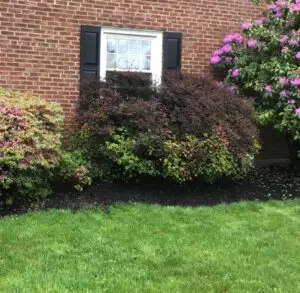 Spring foundation planting with azaleas and rhododendron in Springfield PA — Executive Tree Care plant health care