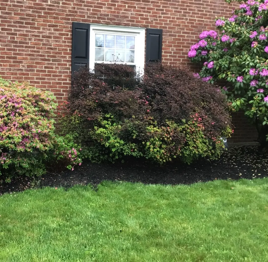 Spring foundation planting with azaleas and rhododendron in Springfield PA — Executive Tree Care plant health care