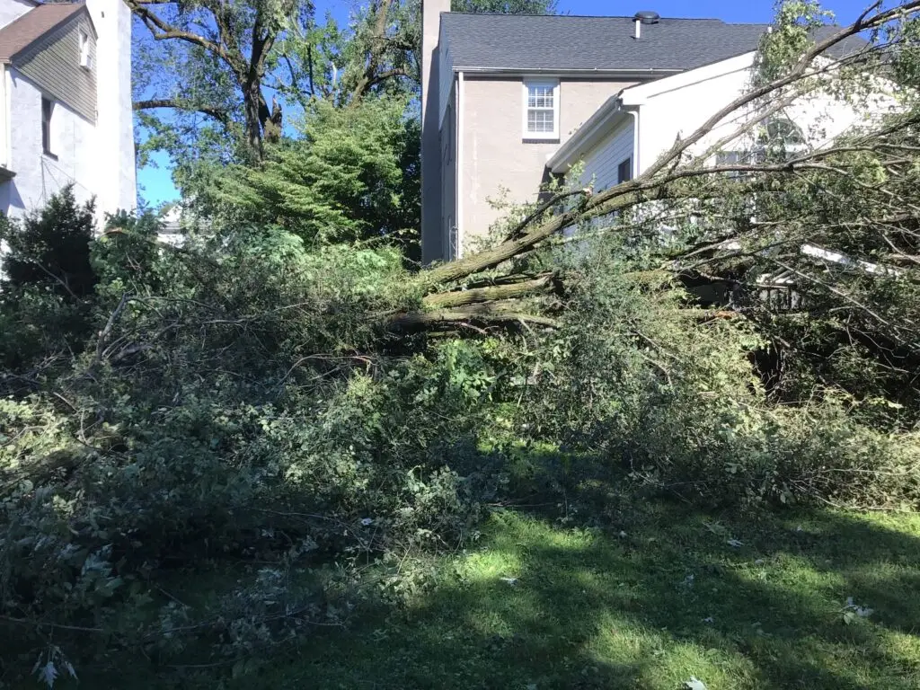 Uprooted elm tree fallen across residential property in Fort Washington Upper Dublin PA after Hurricane Ida 2021