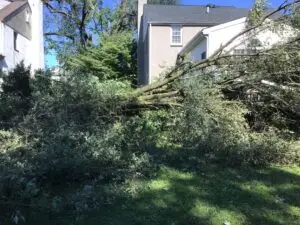 Uprooted elm tree fallen across residential property in Fort Washington Upper Dublin PA after Hurricane Ida 2021