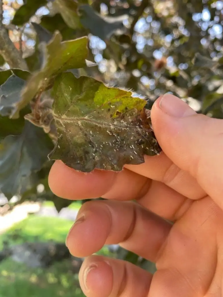 White prunicola scale on laurel bush in Haverford PA -- Executive Tree Care PHC treatment